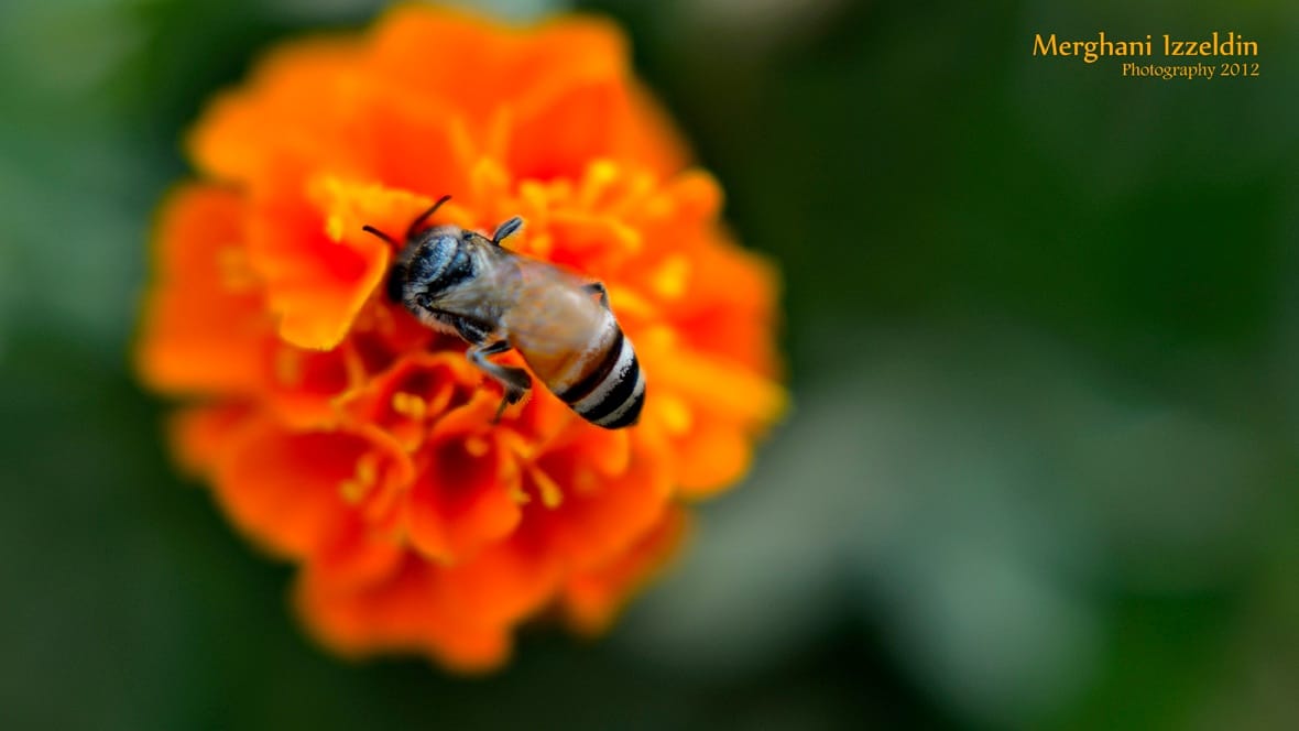 Photography | Sudanese Nature