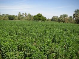 A year among farmers (Part 3)
