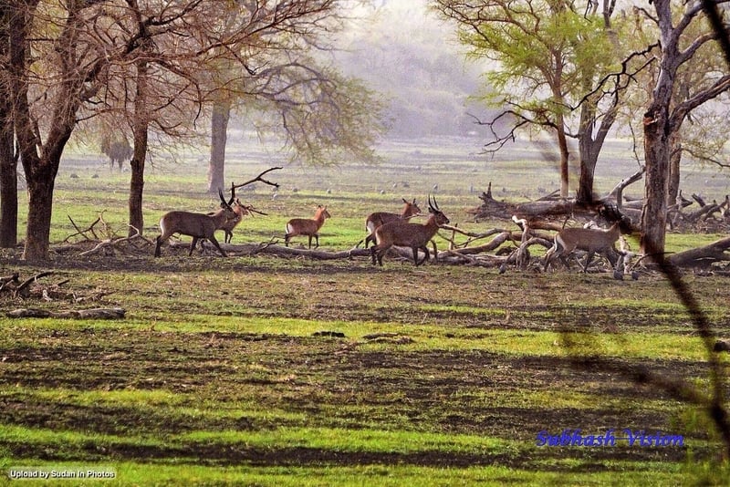 The Natural Gems of Sudan