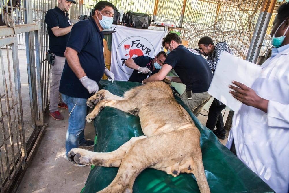 FOUR PAWS Provide Aid to Al Qurashi Park Lions