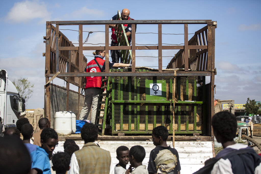 Rescued from Conflict Zones Twice: Lions and Hyenas from Sudan on the Way to Safety
