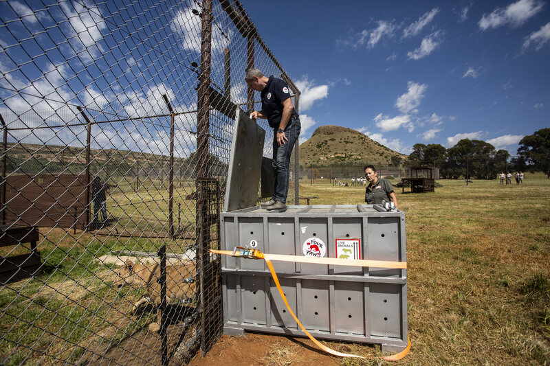 Eleven Lions Rescued from Sudan Find New Home in South Africa