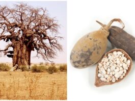 Everything You Need to Know About Gongolez (Baobab)