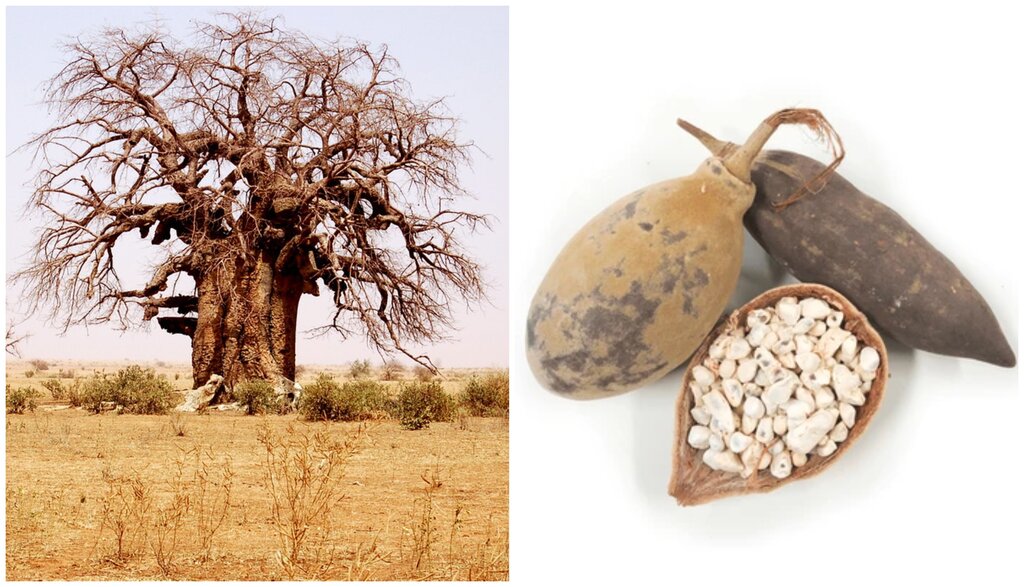 Everything You Need to Know About Gongolez (Baobab)
