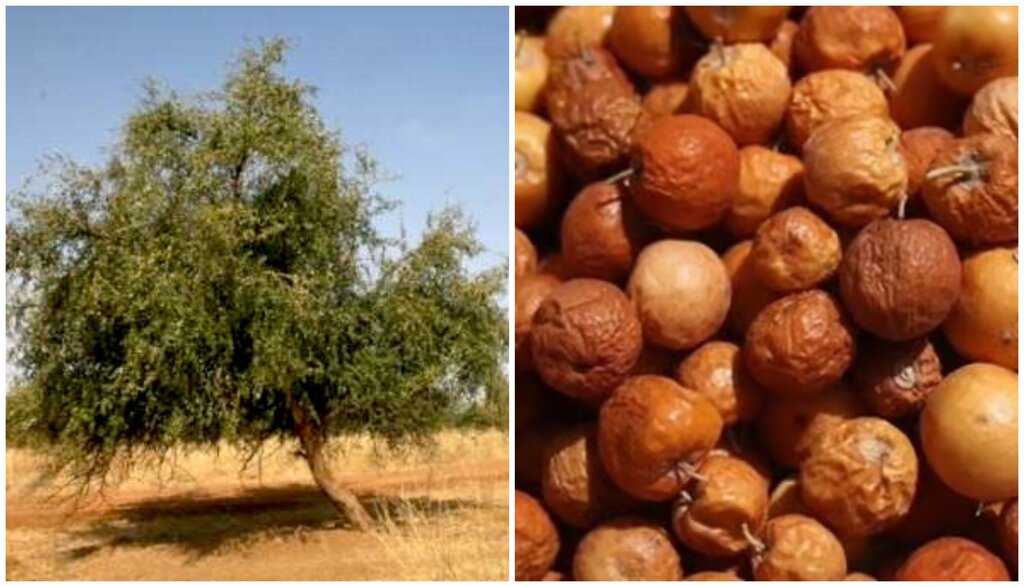 Everything You Should Know About Nabag (Ziziphus Spina-Christi)