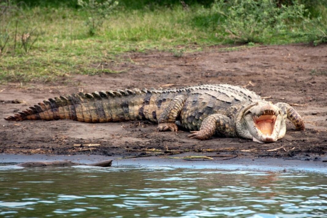 Crocodile Attacks Prompt Safety Warnings Along the Nile